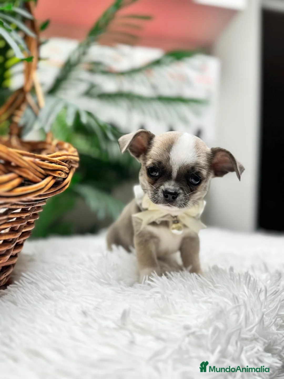 Chihuahua perros en venta: CHIHUAHUA  - Anuncio 2