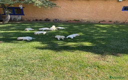 Golden Retriever perros en venta: Golden retriever  - Imagen 12
