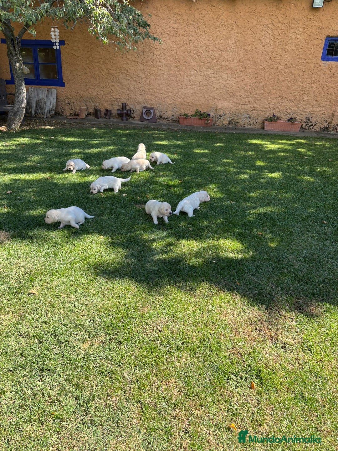 Golden Retriever perros en venta: Golden retriever  - Imagen 12