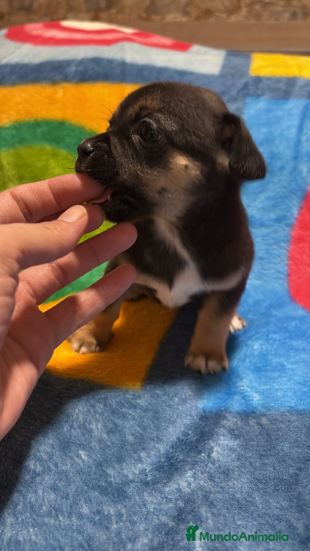 Pinscher Miniatura perros en venta: Pinscher miniatura tricolor - Anuncio 14