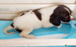 English Springer Spaniel perros en venta: Springer spaniels inglés - Imagen 3