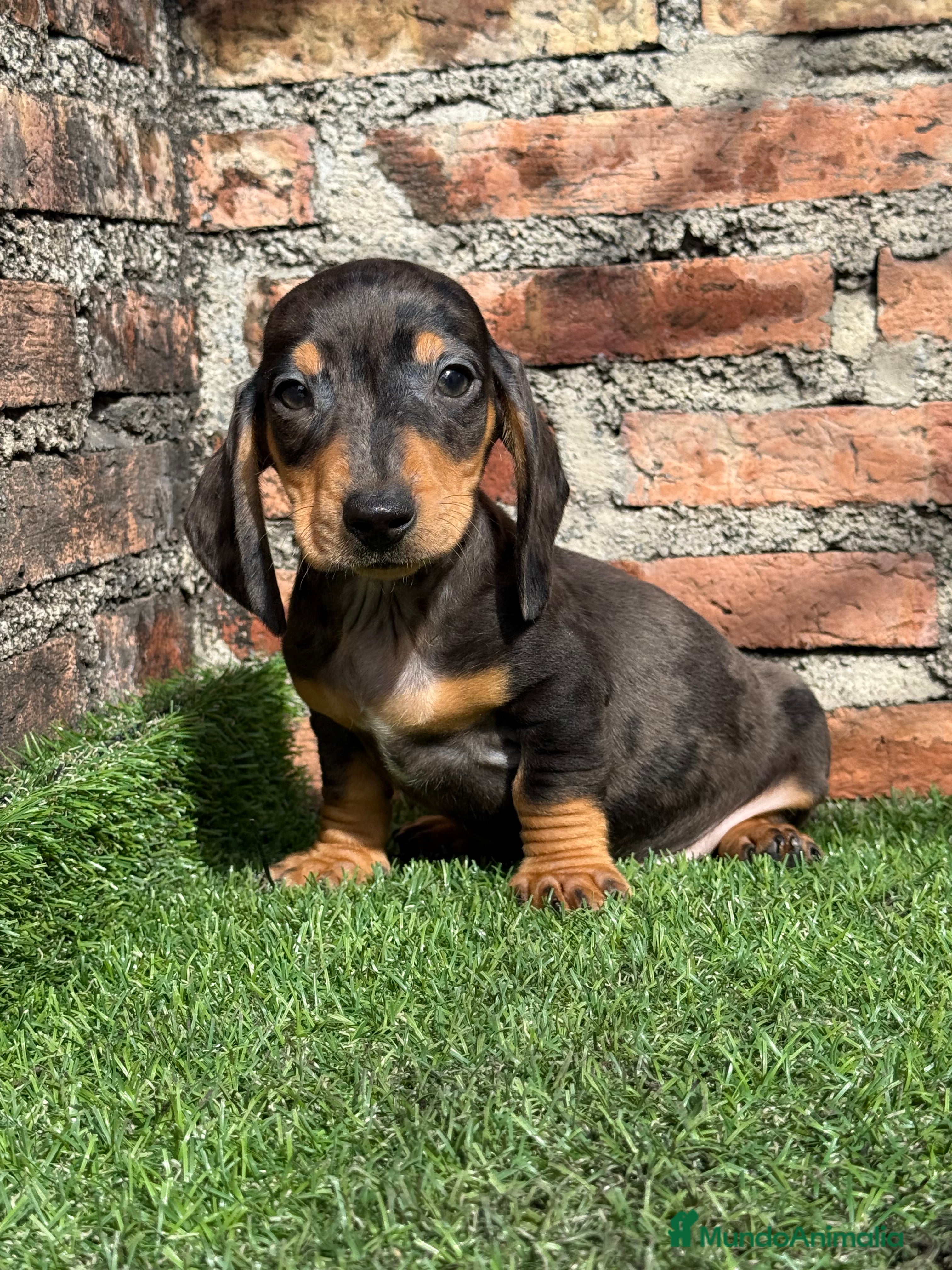 Teckel Miniatura perros Teckel kanichen macho arlequín plata - Anuncio 29