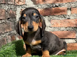 Teckel Miniatura perros Teckel kanichen macho arlequín plata - Anuncio 29