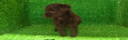 Maltipoo perros en venta: Maltipo  - Anuncio 2