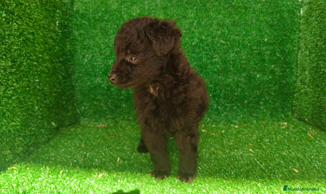 Maltipoo perros en venta: Maltipo  - Anuncio 2