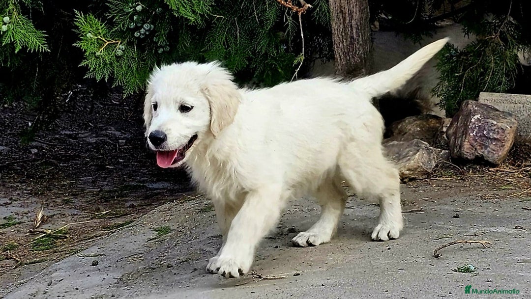 Golden Retriever perros en venta: Golden  - Imagen 1