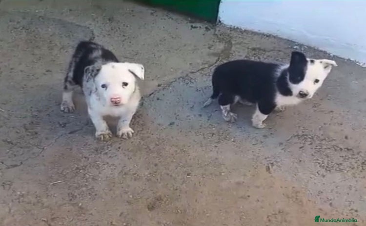 Border Collie perros - Anuncio 4