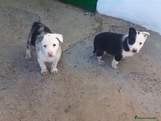 Border Collie perros - Anuncio 2