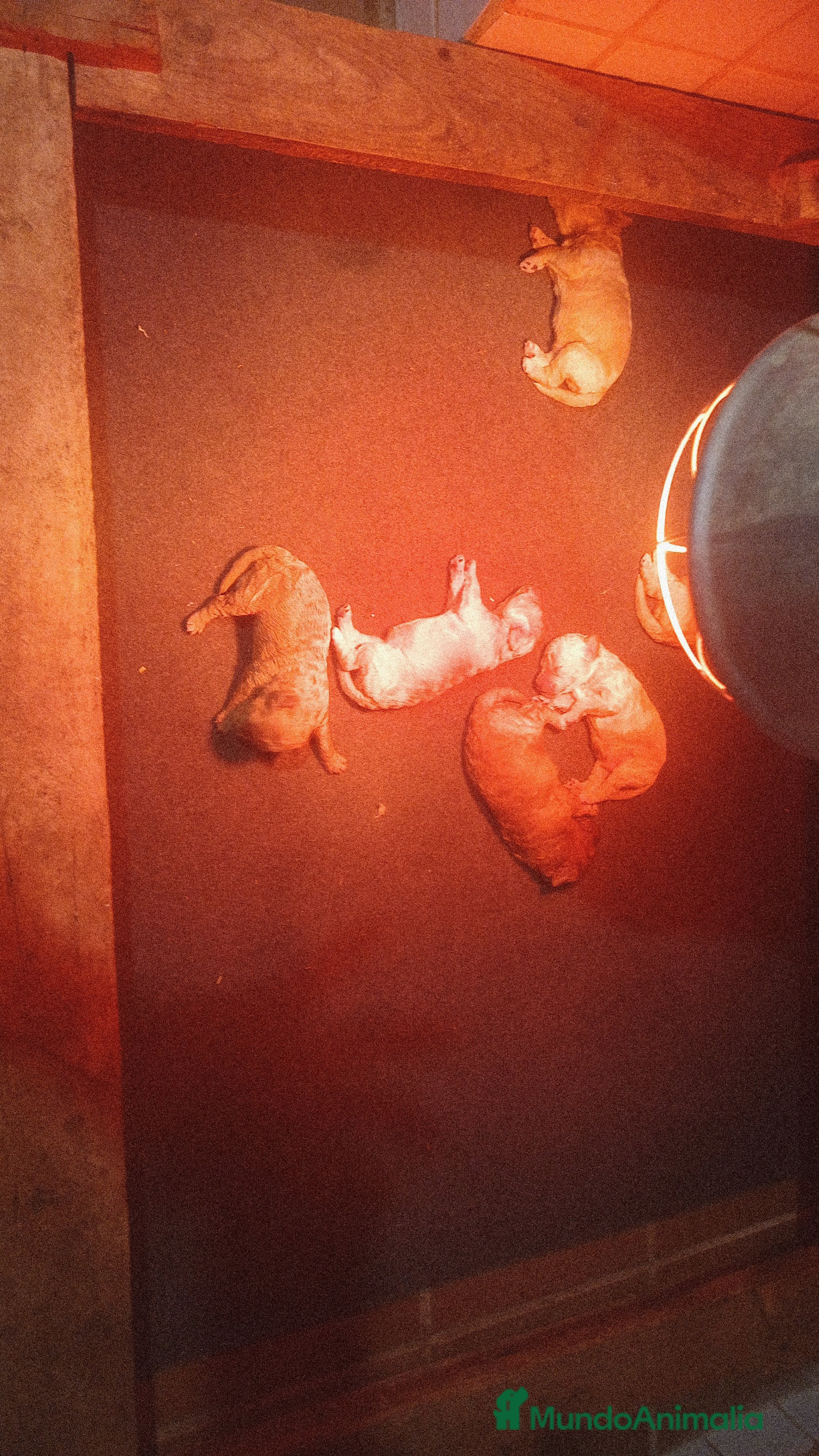 Caniche Mediano perros Caniches medianos tirando a enano - Anuncio 2