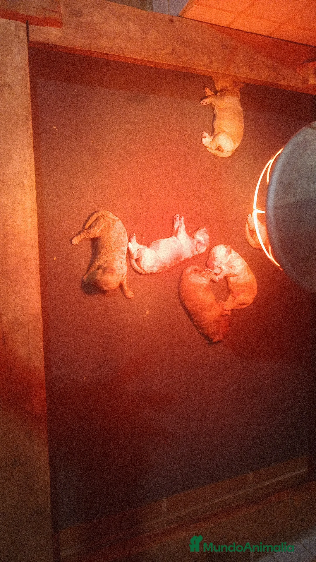 Caniche Mediano perros en venta: Caniches medianos tirando a enano - Anuncio 2