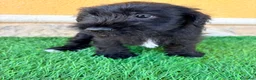 Schnauzer Miniatura perros en venta: Schnauzer miniatura negro  - Anuncio 5