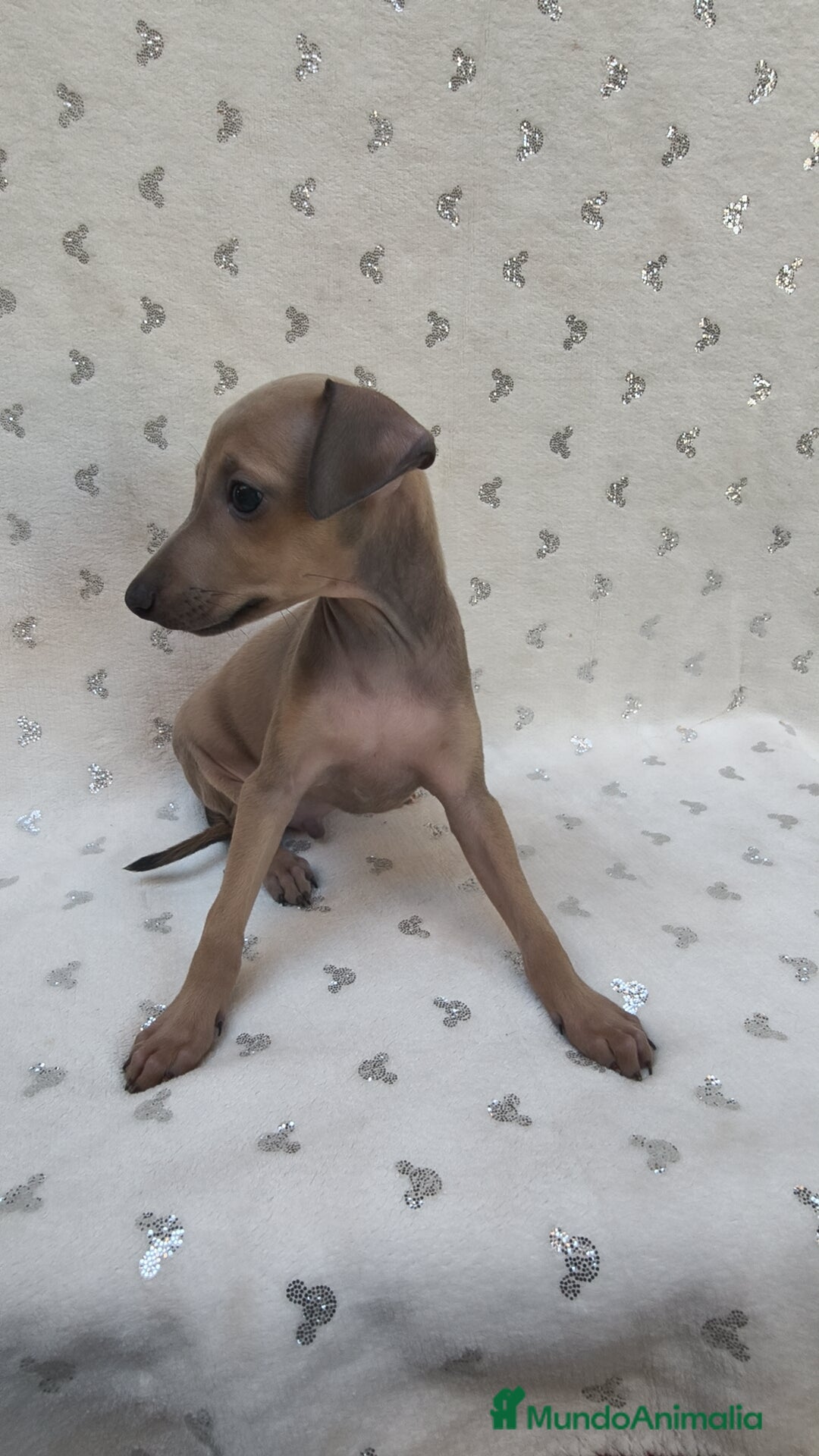 Pequeño Lebrel Italiano perros en venta: Pequeño lebrel Italiano Piccolo  - Imagen 9