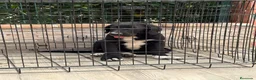 Pastor de Asia Central perros en venta: Cachorro Alabai macho - Anuncio 5