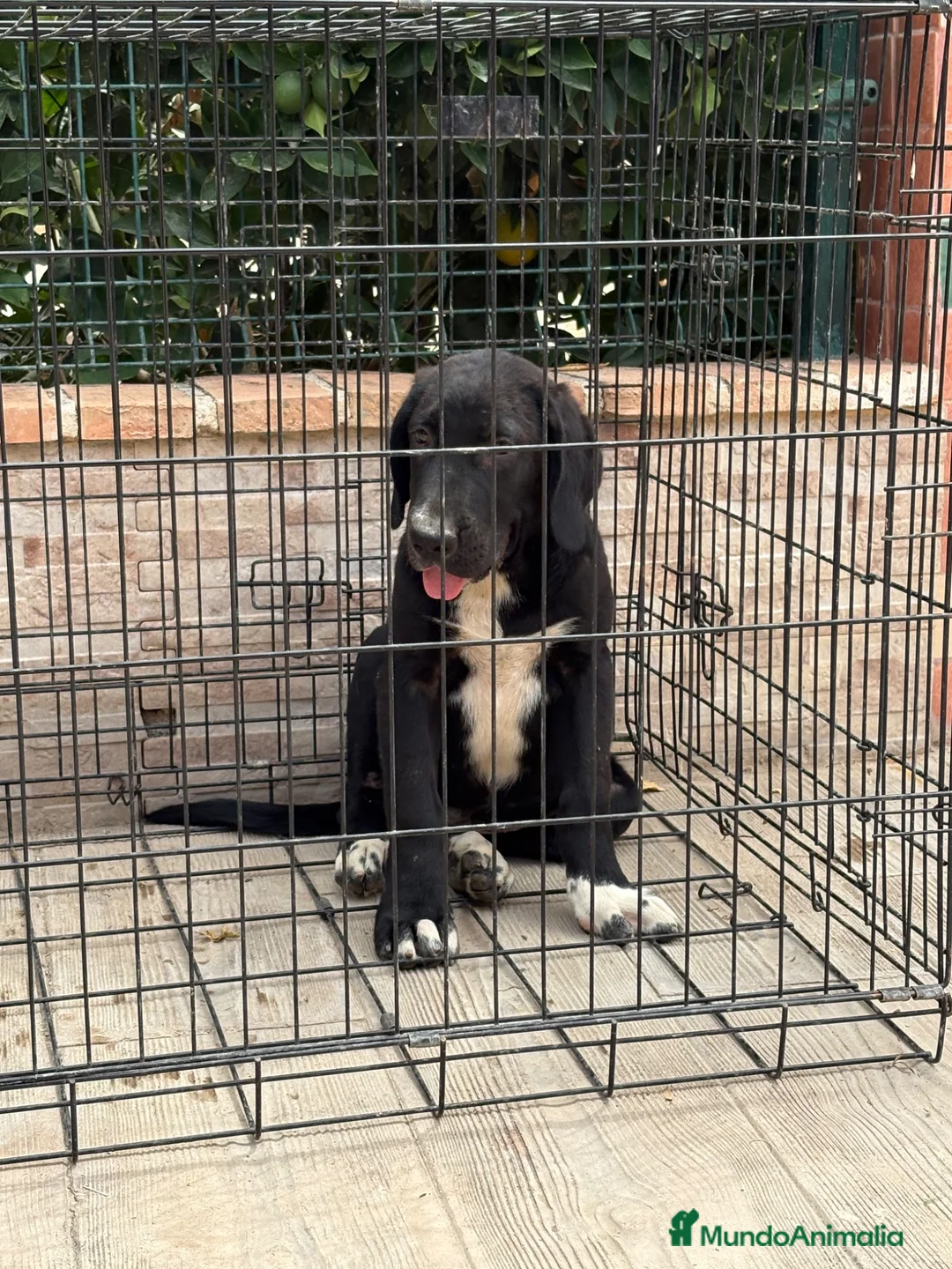 Pastor de Asia Central perros en venta: Cachorro Alabai macho - Anuncio 5