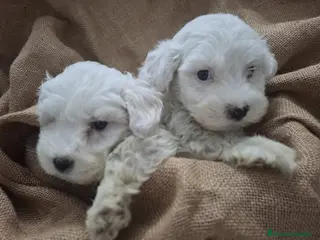 Bichón Maltés perros Bichon Maltés - Anuncio 19