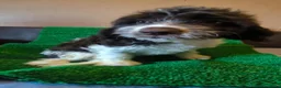 Perro de Agua Español perros en venta: Cachorros perro de agua  - Anuncio 3