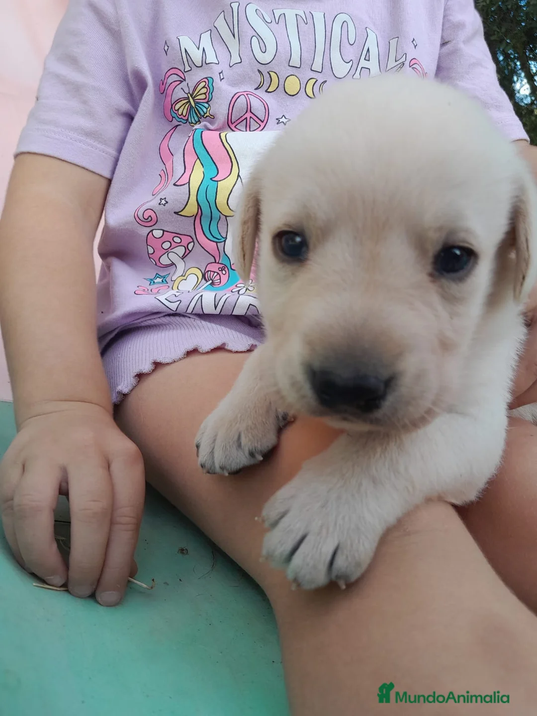 Labrador Retriever perros en venta: Precisosos Labrador Retriever - Anuncio 4