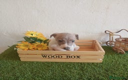 Pequeño Lebrel Italiano perros en venta: Piccolo italiano  - Imagen 6