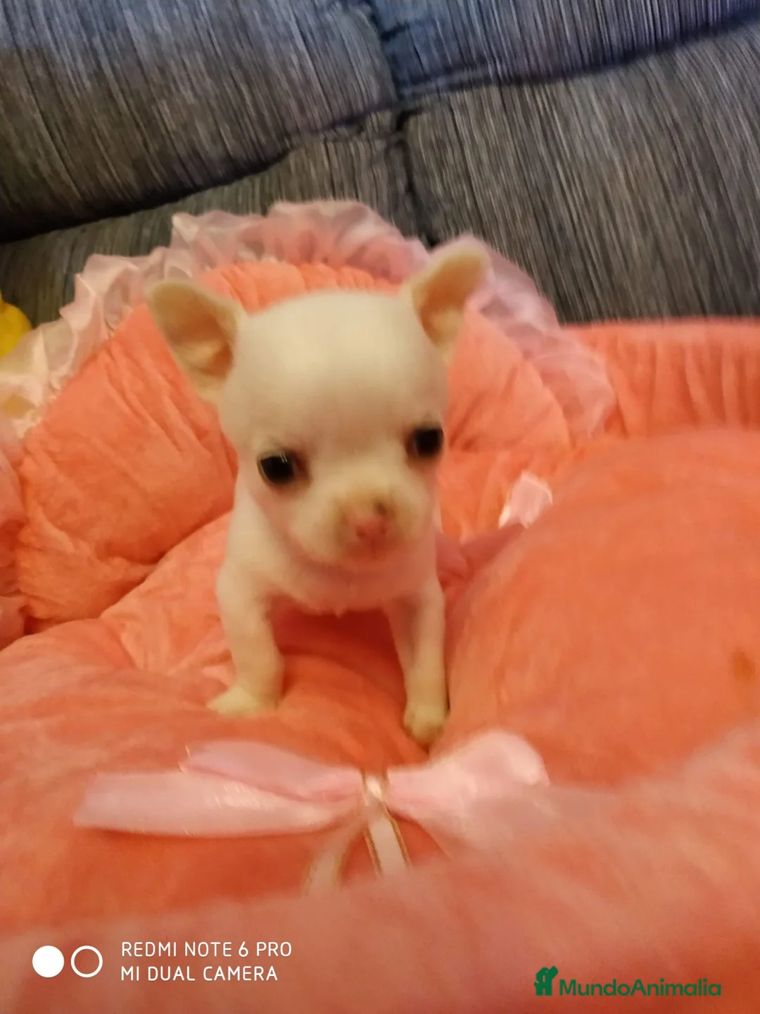 Chihuahua perros en venta: Chihuahuas toys en Barcelona - Anuncio 2