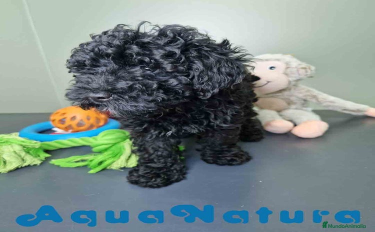 Caniche Enano perros - Anuncio 8