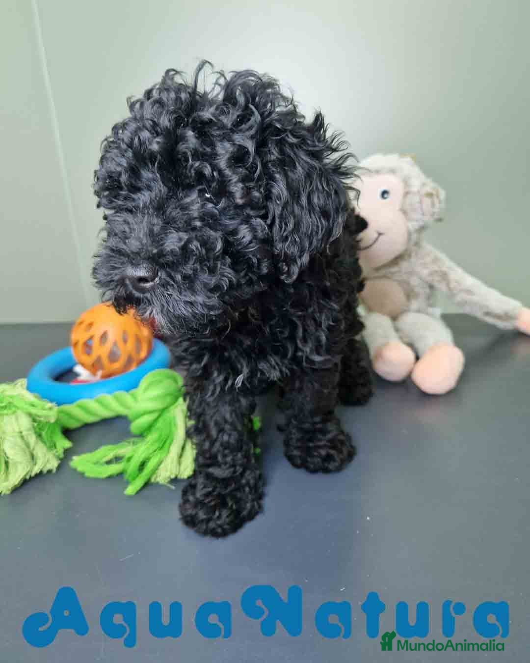 Caniche Enano perros en venta: Caniche Hembra CJMM 4801 AQUANATURA - Imagen 1