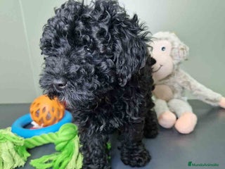 Caniche Enano perros - Anuncio 7