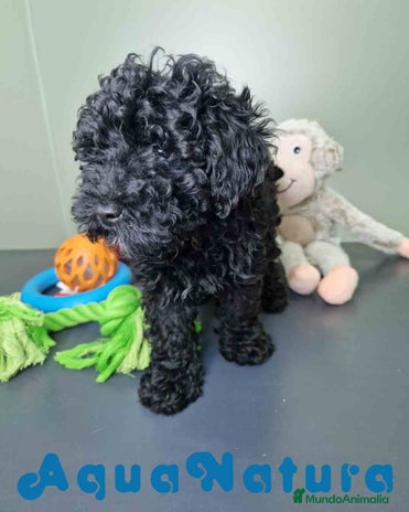 Caniche Enano perros - Anuncio 1