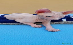 Sphynx gatos en venta: Preciosa hembrita ojos claros  - Imagen 4