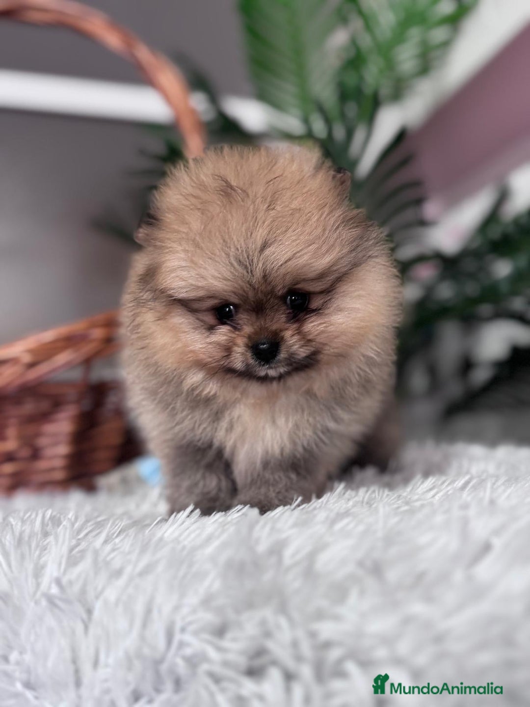 Pomerania perros en venta: POMERANIA CARITA DE OSITO - Anuncio 5