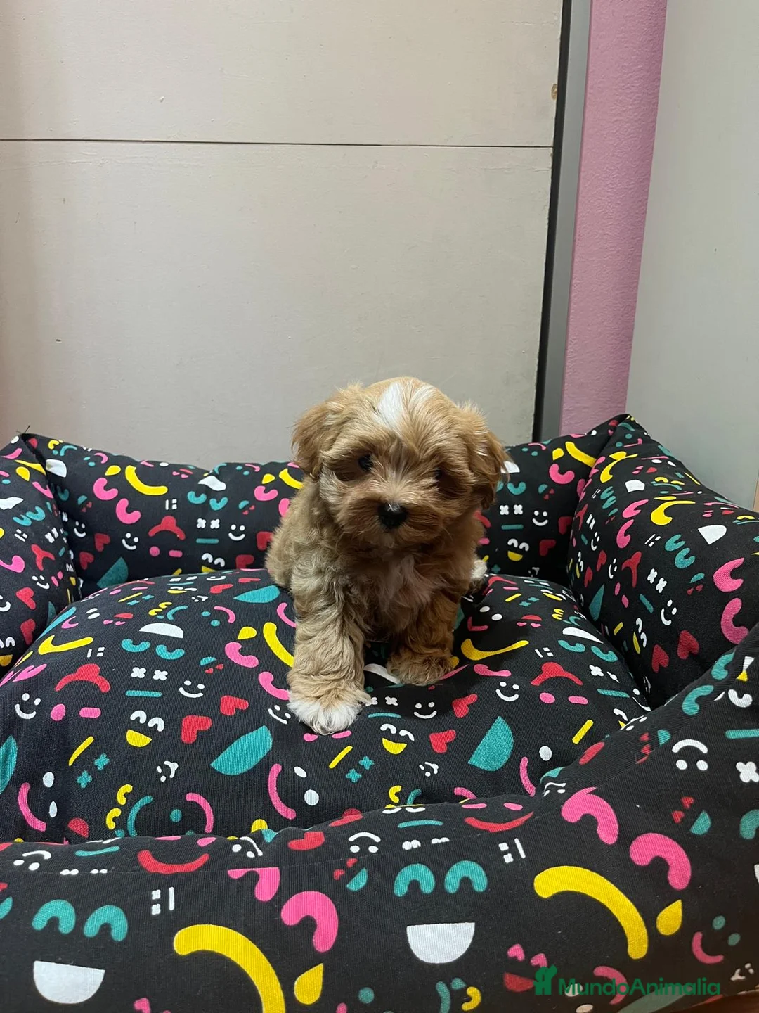 Maltipoo perros en venta: Maltipoo preciosos - Anuncio 7