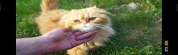 Foldex gatos en venta: Espectacular perfold - Anuncio 3