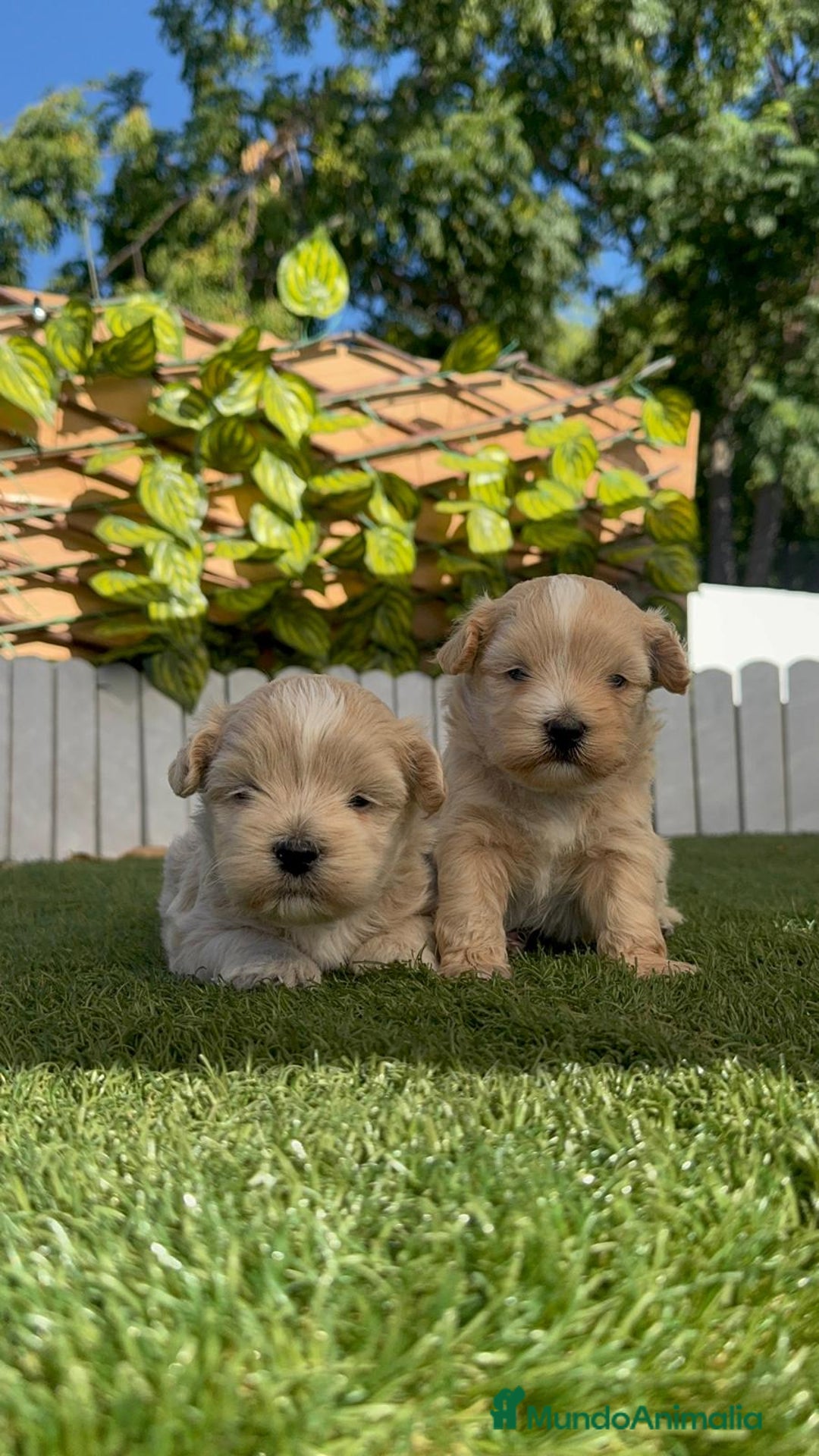 Maltipoo perros en venta: MALTIPOO MACHOS - Imagen 8