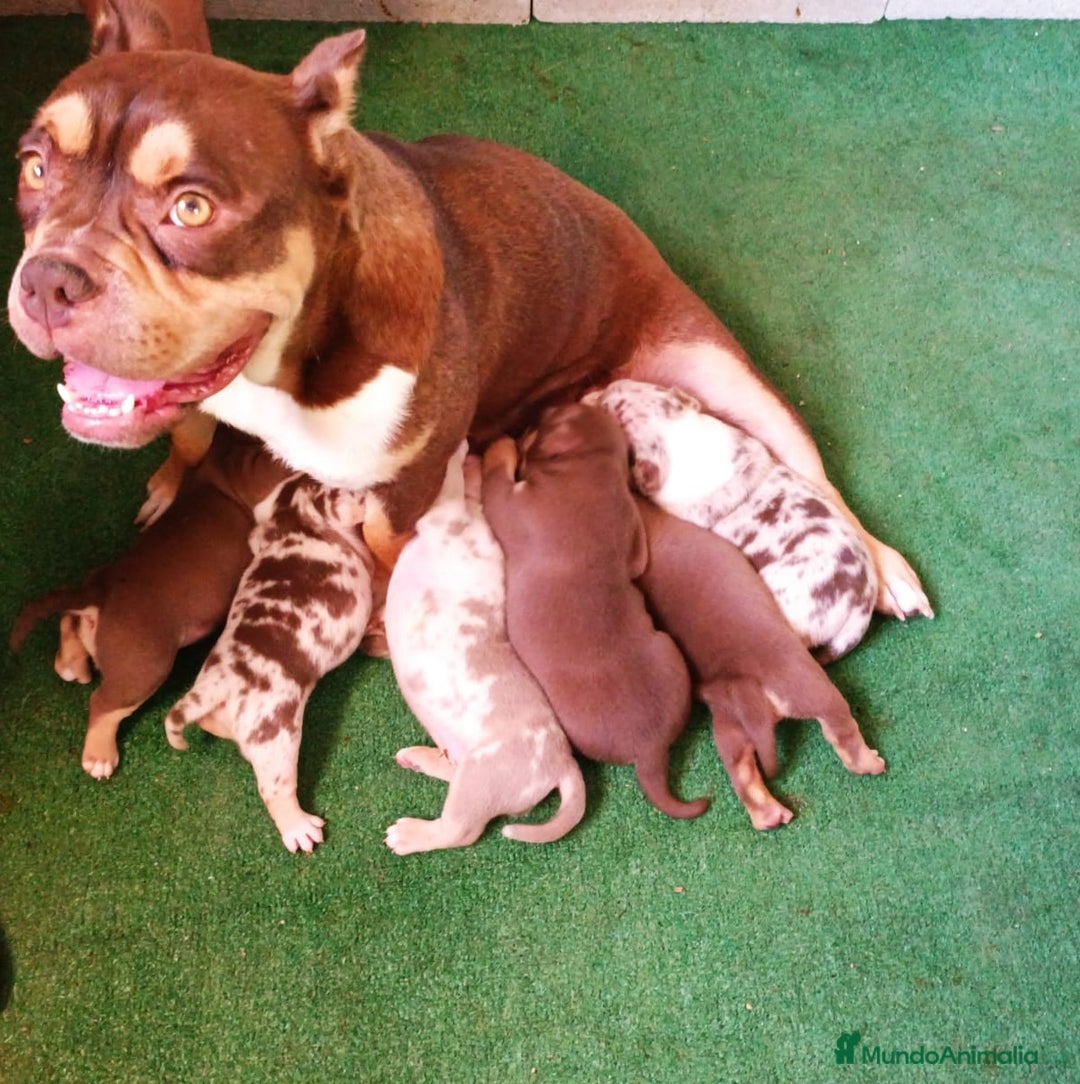 American Bully perros en venta: American Bully Pocket - Anuncio 4