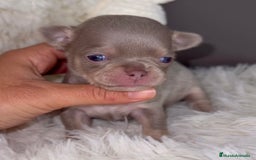 Chihuahua perros en venta: PRECIOSA CHIHUAHUA LINEA RUSA CABEZA DE MANZANA - Imagen 2