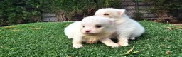 Pomerania perros en venta: Cachorritos Pomerania mini toy - Anuncio 4