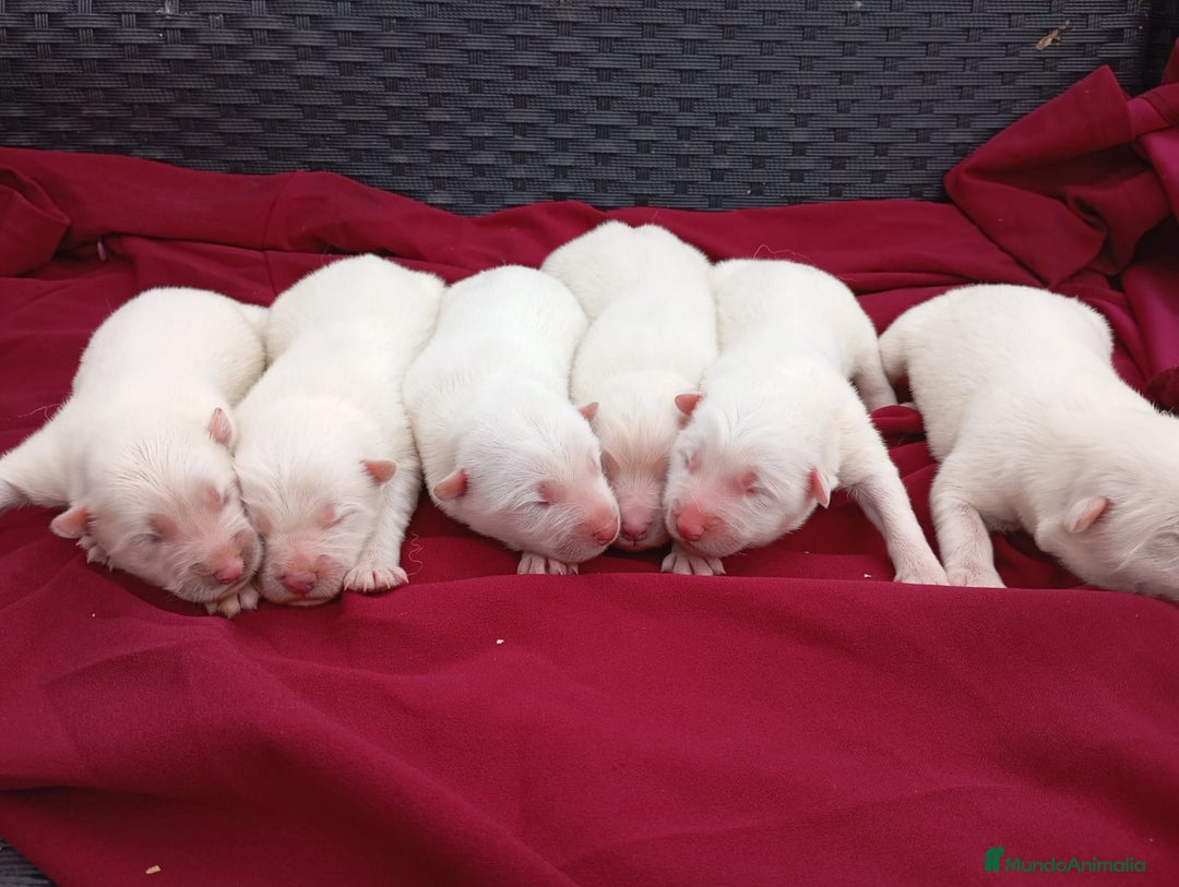 Samoyedo perros en venta: Samoyedos peludos bebes espectacular   - Anuncio 1