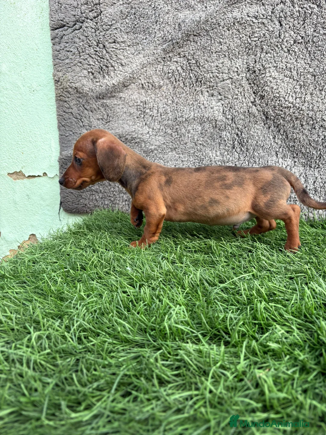 Teckel Miniatura perros en venta: Macho de Teckel Kaninchen Merle chocolate diluido - Anuncio 15