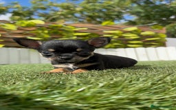 Chihuahua perros en venta: CHIHUAHUA MACHO - Imagen 7