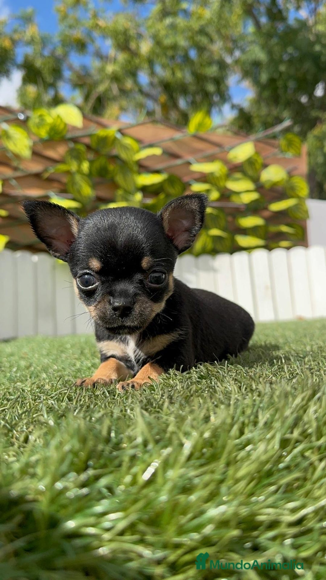 Chihuahua perros en venta: CHIHUAHUA MACHO - Imagen 7