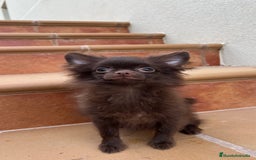 Pomchi perros en venta: Pomchi macho  - Imagen 2