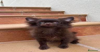 Pomchi perros - Anuncio 9