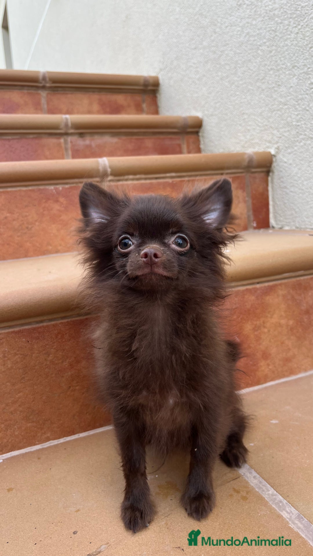 Pomchi perros en venta: Pomchi macho  - Imagen 2