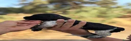 Épagneul Breton perros en venta: Excelentes cachorras spaniel Breton  - Anuncio 4
