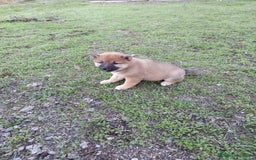 Shiba Inu perros en venta: Cachorros de Shiba Inu  - Imagen 4