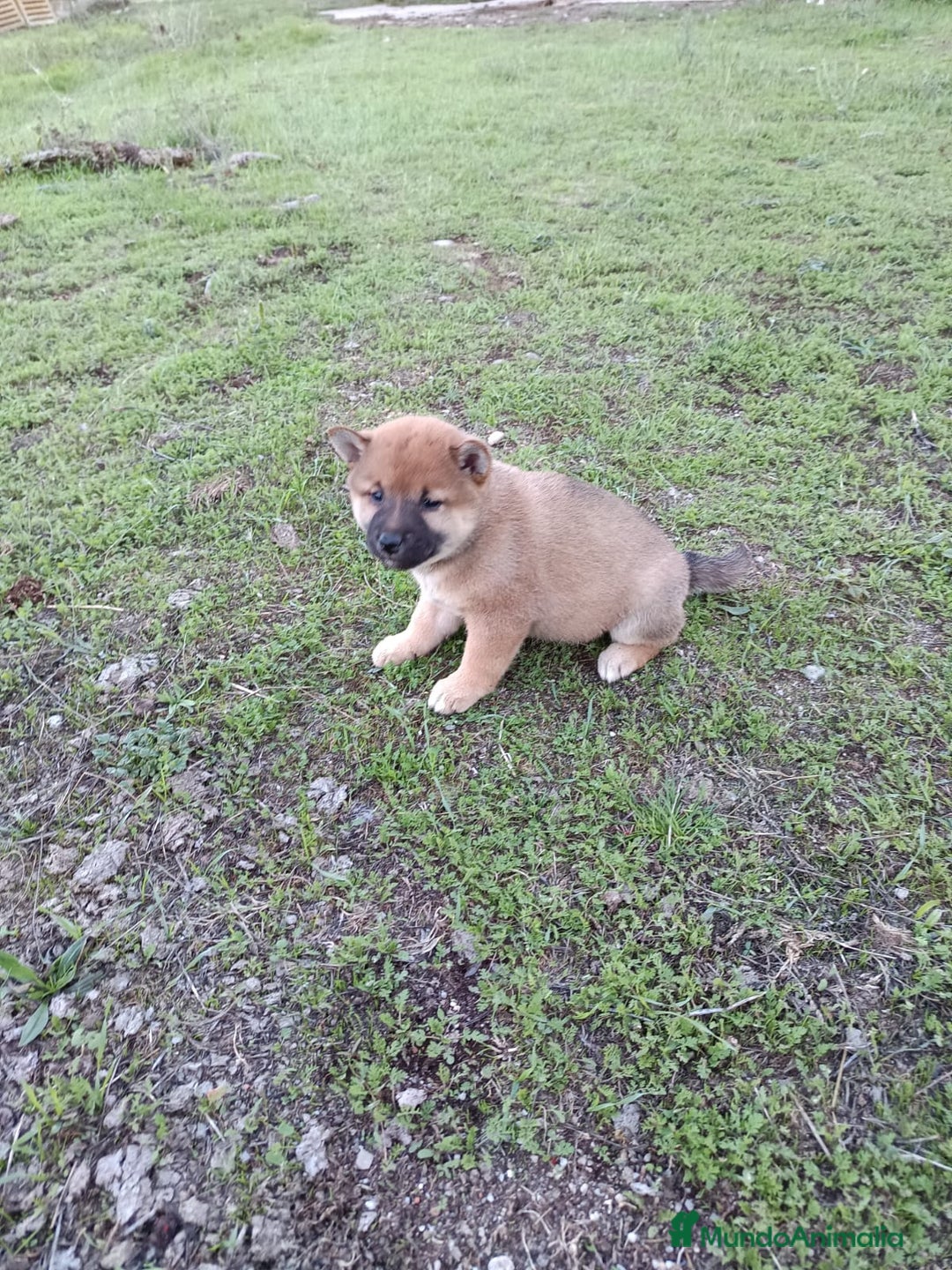 Shiba Inu perros en venta: Cachorros de Shiba Inu  - Imagen 4
