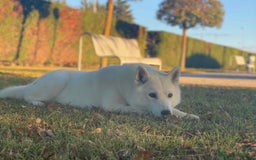 Husky Siberiano perros en venta: Hembra husky  - Imagen 3