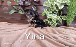 Yorkshire Terrier perros en venta: YORKSHIRE HEMBRA OPORTUNIDAD  - Imagen 1