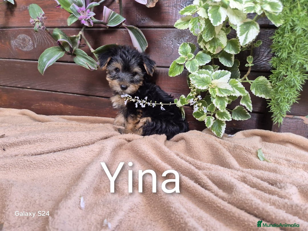 Yorkshire Terrier perros en venta: YORKSHIRE HEMBRA OPORTUNIDAD  - Imagen 1
