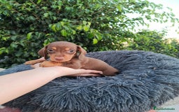 Teckel Miniatura perros en venta: Teckel arlequín chocokate  - Imagen 7