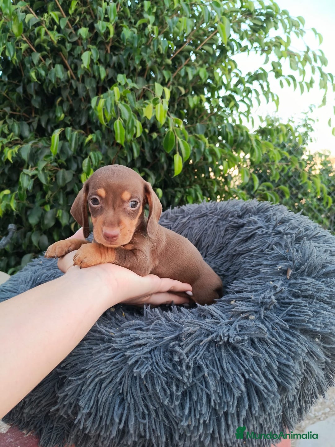 Teckel Miniatura perros en venta: Teckel arlequín chocokate  - Imagen 7
